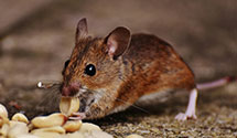 24 Hour & Emergency Exterminators in Rockport, WV